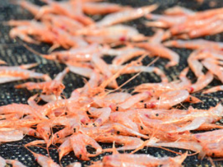 RM 19 「桜えびの不漁」が意味するもの The Meaning of “Poor catch of Sakura (Cherry ) Shrimp”